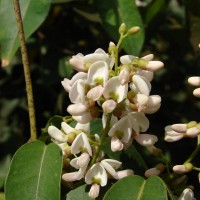 Derris trifoliata Lour.